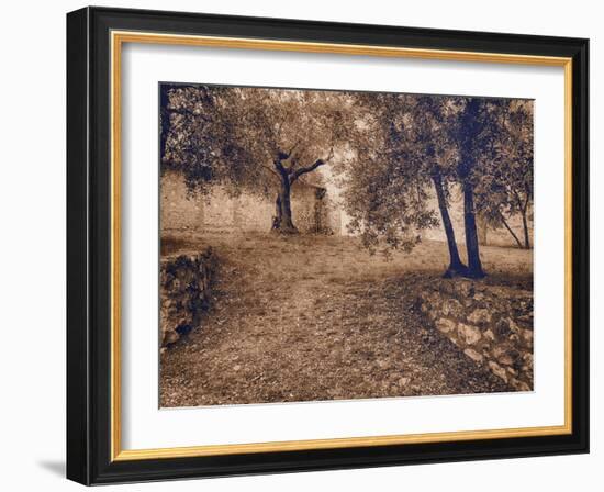 Italy, Tuscany, Montepulciano, Autumn Olive Orchard in Sepia-Terry Eggers-Framed Photographic Print