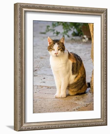 Italy, Tuscany, Monticchiello. Tabby cat.-Julie Eggers-Framed Photographic Print