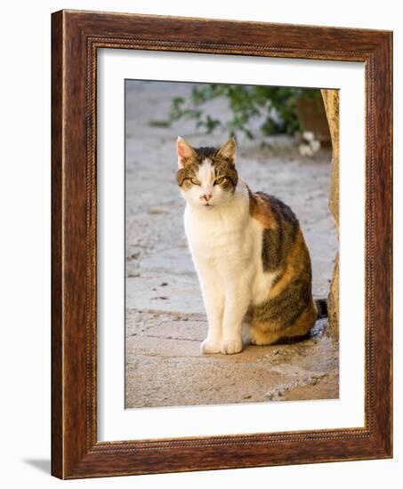 Italy, Tuscany, Monticchiello. Tabby cat.-Julie Eggers-Framed Photographic Print