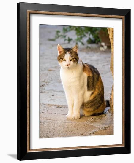 Italy, Tuscany, Monticchiello. Tabby cat.-Julie Eggers-Framed Photographic Print