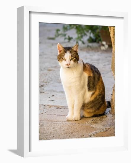 Italy, Tuscany, Monticchiello. Tabby cat.-Julie Eggers-Framed Photographic Print