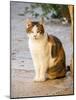 Italy, Tuscany, Monticchiello. Tabby cat.-Julie Eggers-Mounted Photographic Print