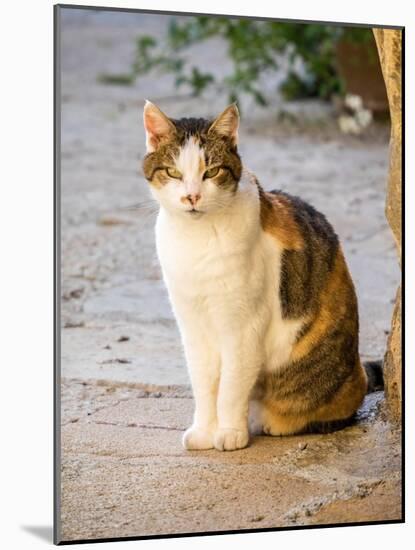 Italy, Tuscany, Monticchiello. Tabby cat.-Julie Eggers-Mounted Photographic Print