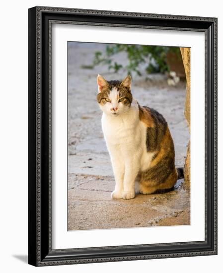 Italy, Tuscany, Monticchiello. Tabby cat.-Julie Eggers-Framed Photographic Print