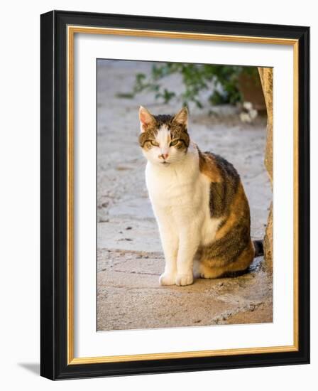 Italy, Tuscany, Monticchiello. Tabby cat.-Julie Eggers-Framed Photographic Print