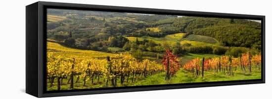 Italy, Tuscany. Panoramic view of a colorful vineyard in the Tuscan landscape.-Julie Eggers-Framed Premier Image Canvas