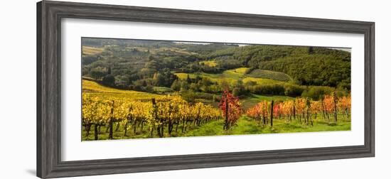 Italy, Tuscany. Panoramic view of a colorful vineyard in the Tuscan landscape.-Julie Eggers-Framed Photographic Print