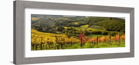 Italy, Tuscany. Panoramic view of a colorful vineyard in the Tuscan landscape.-Julie Eggers-Framed Photographic Print