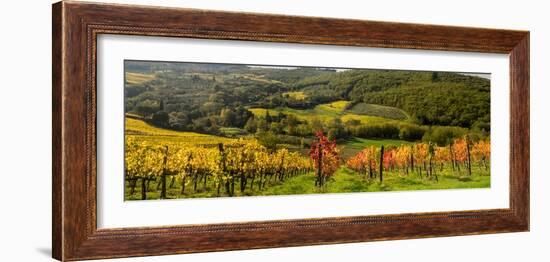 Italy, Tuscany. Panoramic view of a colorful vineyard in the Tuscan landscape.-Julie Eggers-Framed Photographic Print