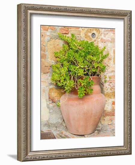 Italy, Tuscany, Pienza. Ceramic pot with sedum.-Julie Eggers-Framed Photographic Print