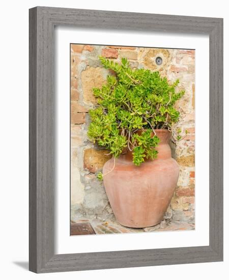 Italy, Tuscany, Pienza. Ceramic pot with sedum.-Julie Eggers-Framed Photographic Print