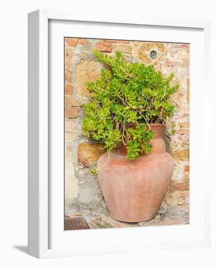 Italy, Tuscany, Pienza. Ceramic pot with sedum.-Julie Eggers-Framed Photographic Print