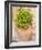 Italy, Tuscany, Pienza. Ceramic pot with sedum.-Julie Eggers-Framed Photographic Print