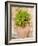 Italy, Tuscany, Pienza. Ceramic pot with sedum.-Julie Eggers-Framed Photographic Print