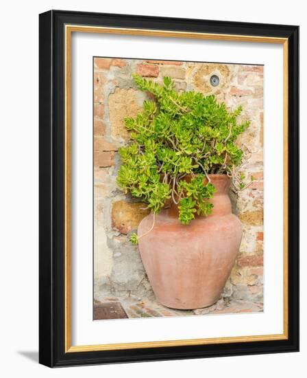 Italy, Tuscany, Pienza. Ceramic pot with sedum.-Julie Eggers-Framed Photographic Print