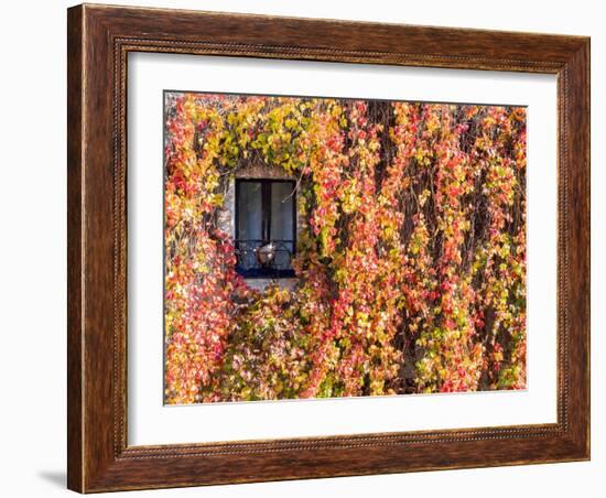 Italy, Tuscany, Pienza. Ivy covered wall along the streets.-Julie Eggers-Framed Photographic Print