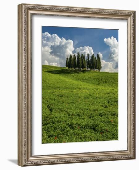 Italy, Tuscany, Pines hillside-George Theodore-Framed Photographic Print