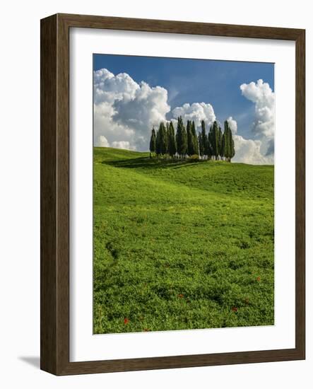 Italy, Tuscany, Pines hillside-George Theodore-Framed Photographic Print