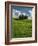 Italy, Tuscany, Pines hillside-George Theodore-Framed Photographic Print