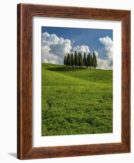 Italy, Tuscany, Pines hillside-George Theodore-Framed Photographic Print