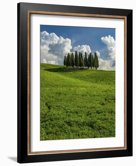 Italy, Tuscany, Pines hillside-George Theodore-Framed Photographic Print