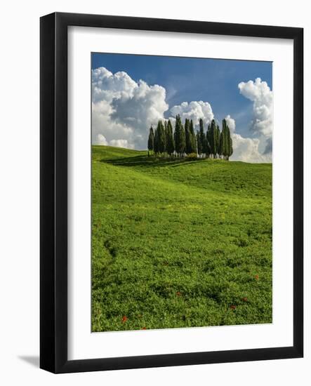 Italy, Tuscany, Pines hillside-George Theodore-Framed Photographic Print
