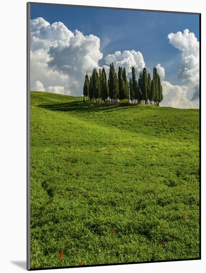 Italy, Tuscany, Pines hillside-George Theodore-Mounted Photographic Print