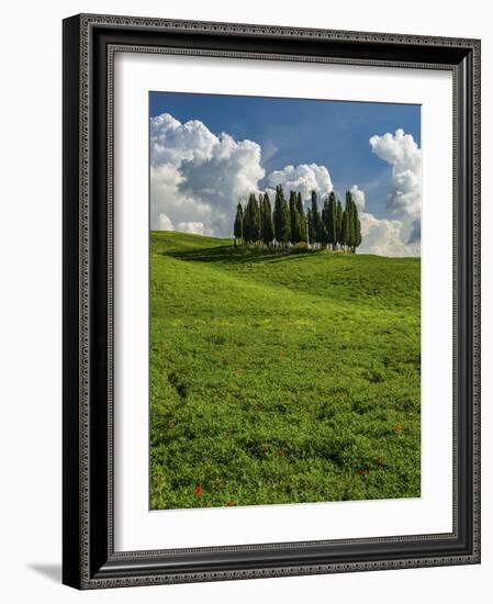 Italy, Tuscany, Pines hillside-George Theodore-Framed Photographic Print