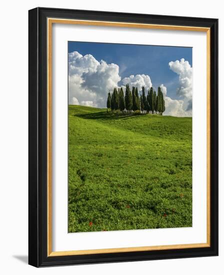 Italy, Tuscany, Pines hillside-George Theodore-Framed Photographic Print