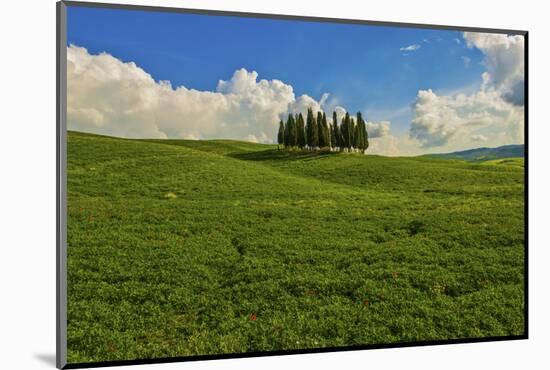 Italy, Tuscany, Pines, Hillside-George Theodore-Mounted Photographic Print