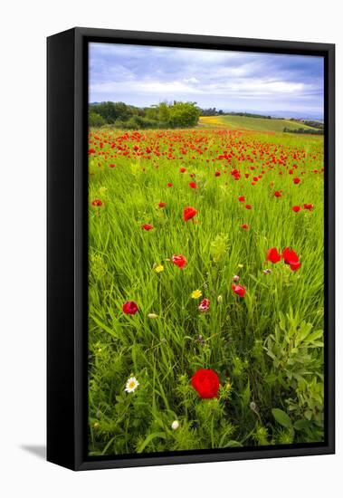 Italy, Tuscany. Red poppies in field.-Jaynes Gallery-Framed Premier Image Canvas