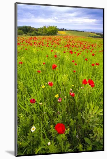 Italy, Tuscany. Red poppies in field.-Jaynes Gallery-Mounted Photographic Print