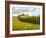 Italy, Tuscany. Road lined with Italian cypress trees leading to a villa.-Julie Eggers-Framed Photographic Print