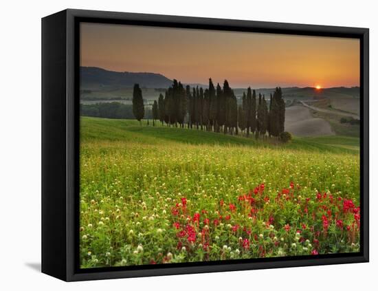 Italy, Tuscany, Siena District, Orcia Valley, Cypress on the Hill Near San Quirico D'Orcia-Francesco Iacobelli-Framed Premier Image Canvas