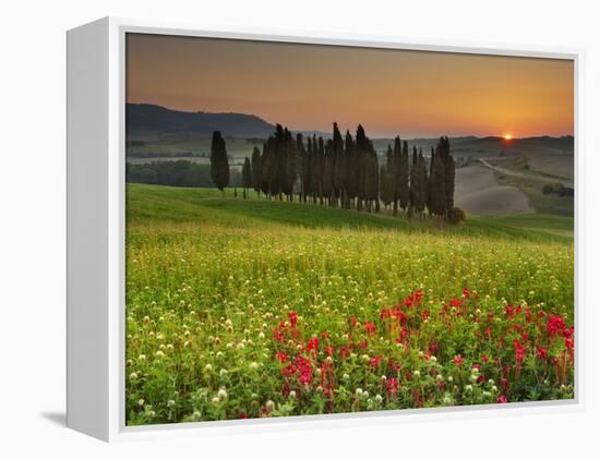 Italy, Tuscany, Siena District, Orcia Valley, Cypress on the Hill Near San Quirico D'Orcia-Francesco Iacobelli-Framed Premier Image Canvas