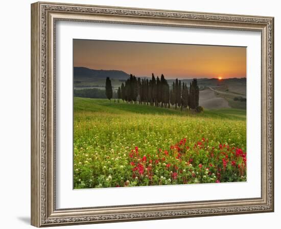 Italy, Tuscany, Siena District, Orcia Valley, Cypress on the Hill Near San Quirico D'Orcia-Francesco Iacobelli-Framed Photographic Print