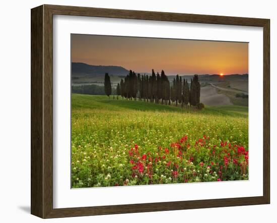 Italy, Tuscany, Siena District, Orcia Valley, Cypress on the Hill Near San Quirico D'Orcia-Francesco Iacobelli-Framed Photographic Print