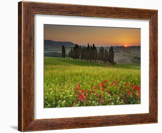 Italy, Tuscany, Siena District, Orcia Valley, Cypress on the Hill Near San Quirico D'Orcia-Francesco Iacobelli-Framed Photographic Print