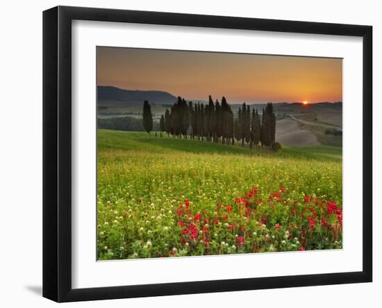 Italy, Tuscany, Siena District, Orcia Valley, Cypress on the Hill Near San Quirico D'Orcia-Francesco Iacobelli-Framed Photographic Print