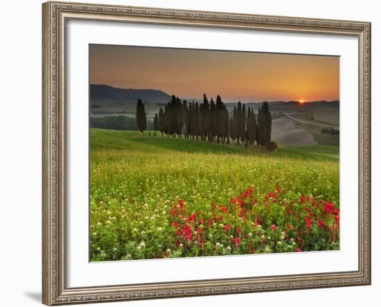 Italy, Tuscany, Siena District, Orcia Valley, Cypress on the Hill Near San Quirico D'Orcia-Francesco Iacobelli-Framed Photographic Print