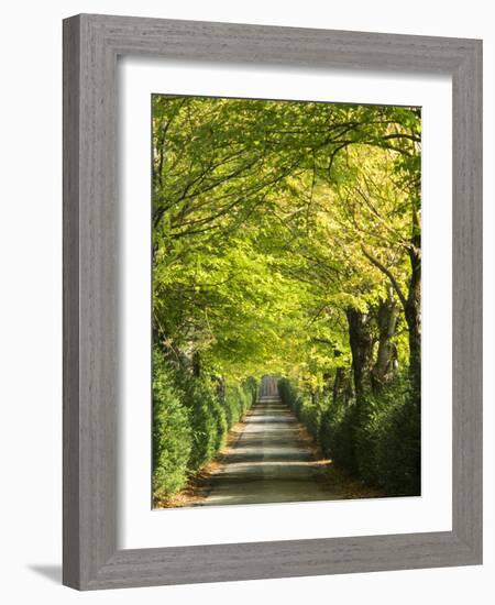 Italy, Tuscany. Tree Lined Road in the Chianti Region of Tuscany-Julie Eggers-Framed Photographic Print