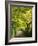 Italy, Tuscany. Tree Lined Road in the Chianti Region of Tuscany-Julie Eggers-Framed Photographic Print