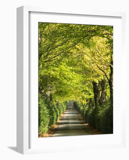 Italy, Tuscany. Tree Lined Road in the Chianti Region of Tuscany-Julie Eggers-Framed Photographic Print