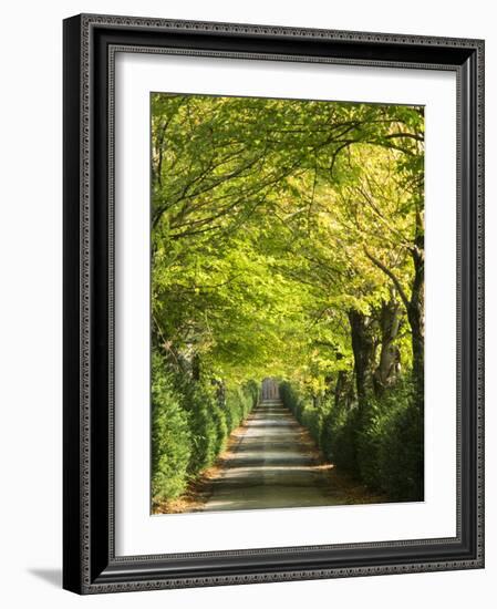 Italy, Tuscany. Tree Lined Road in the Chianti Region of Tuscany-Julie Eggers-Framed Photographic Print