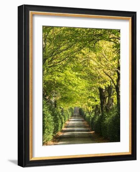 Italy, Tuscany. Tree Lined Road in the Chianti Region of Tuscany-Julie Eggers-Framed Photographic Print