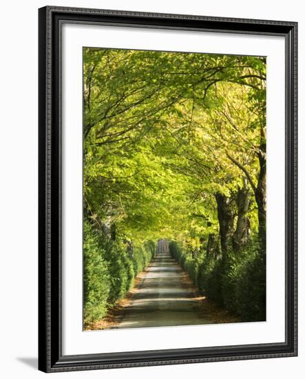 Italy, Tuscany. Tree Lined Road in the Chianti Region of Tuscany-Julie Eggers-Framed Photographic Print