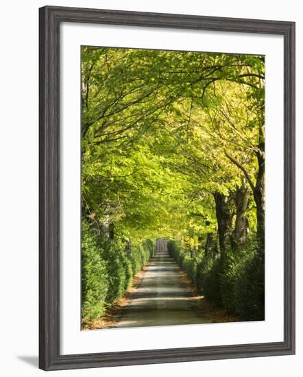 Italy, Tuscany. Tree Lined Road in the Chianti Region of Tuscany-Julie Eggers-Framed Photographic Print