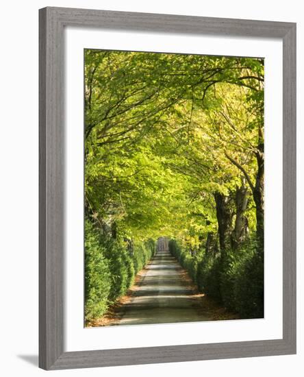 Italy, Tuscany. Tree Lined Road in the Chianti Region of Tuscany-Julie Eggers-Framed Photographic Print