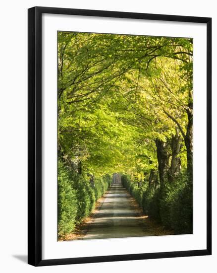 Italy, Tuscany. Tree Lined Road in the Chianti Region of Tuscany-Julie Eggers-Framed Photographic Print