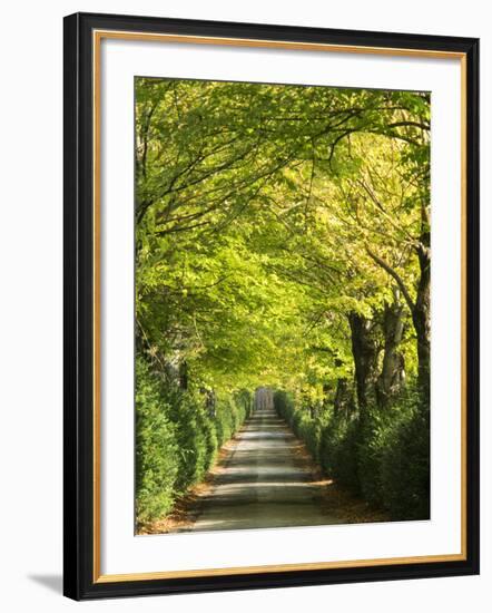 Italy, Tuscany. Tree Lined Road in the Chianti Region of Tuscany-Julie Eggers-Framed Photographic Print